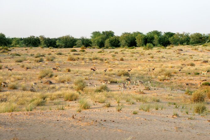 Dubai: Morning Heritage Safari by Vintage G Class & Al Marmoom Oasis - Returning to Dubai & Reflection