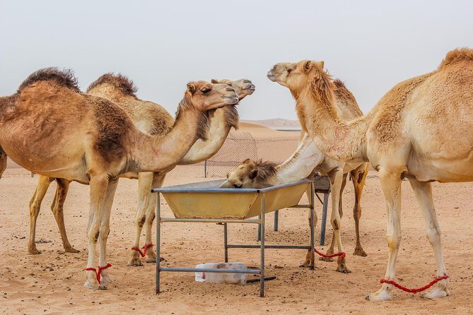 Dubai Overnight Desert Safari with BBQ Dinner & Morning Breakfast - Dubai Overnight Desert Safari with BBQ Dinner & Morning Breakfast — A Practical Overview