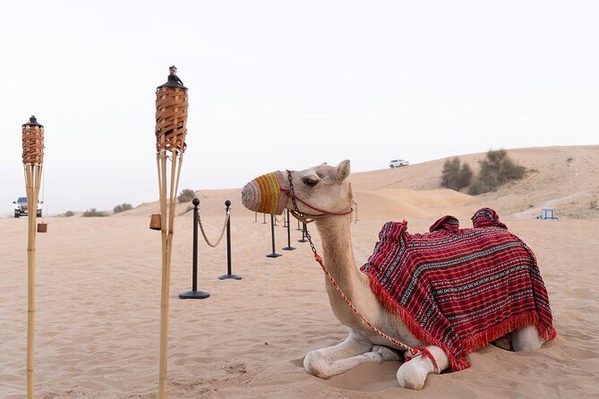 Dubai Premium Desert Safari with Dinner & Shows (Private Car) - Key Points