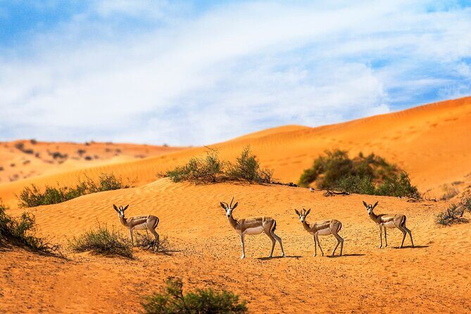 Dubai Private Sunset Desert Drive with Wildlife Experience - Key Points