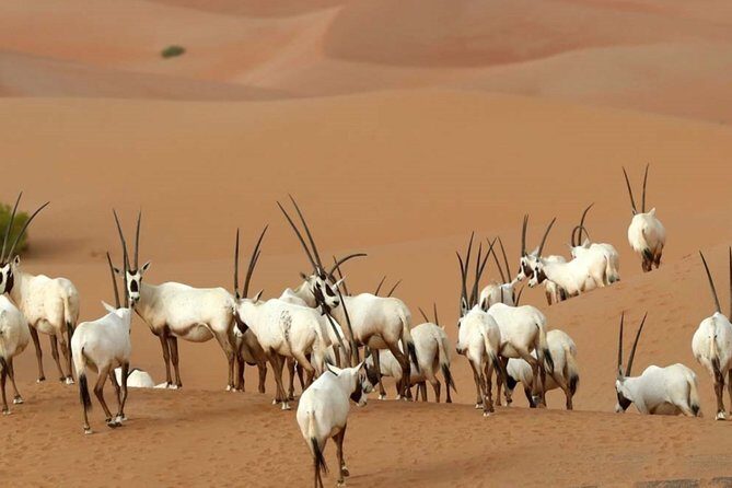 Dubai Private Sunset Desert Drive with Wildlife Experience - An Honest Breakdown of the Experience