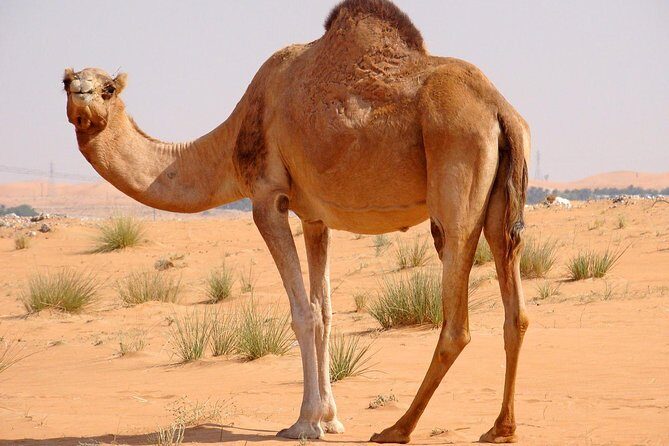 Dubai Red Dunes Desert Safari,ATV Quad Bike Camel Ride&BBQ Dinner - The Practicalities