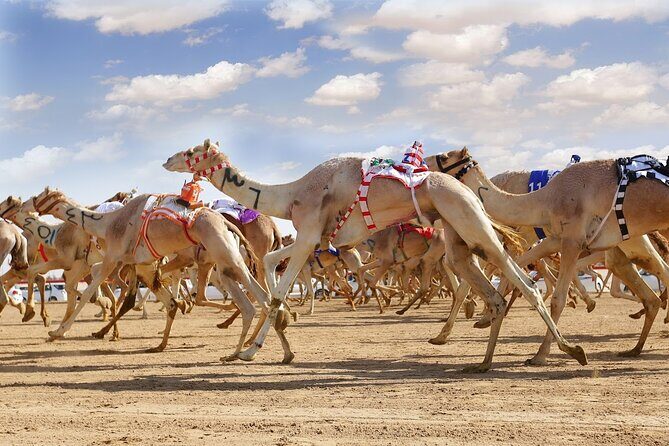 Dubai Royal Camel Race with Prime Seats & Short Camel Ride - Key Points