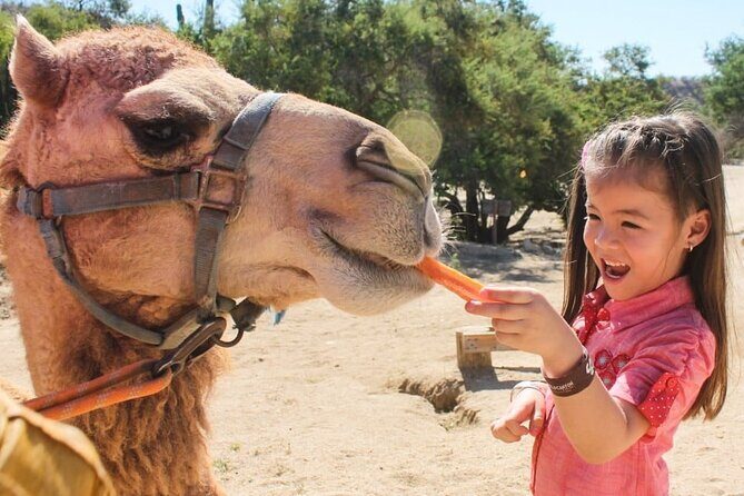 Dubai Royal Camel Race with Prime Seats & Short Camel Ride - A Deep Dive into the Experience