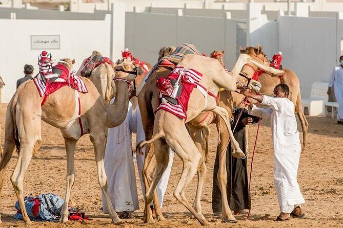 Dubai Royal Camel Race with Prime Seats & Short Camel Ride - The Sum Up