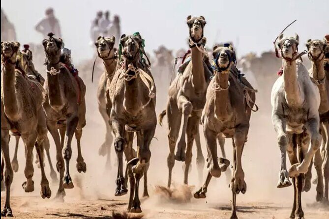 Dubai Royal Camel Race with Prime Seats & Short Camel Ride - FAQ