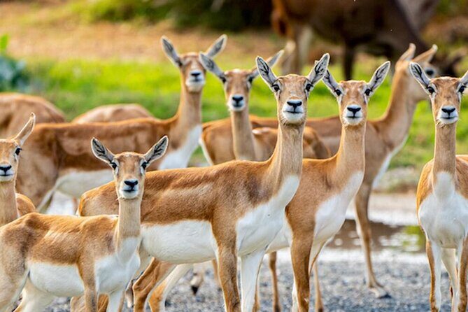 Dubai Safari Park Tickets with Options - What Visitors Say