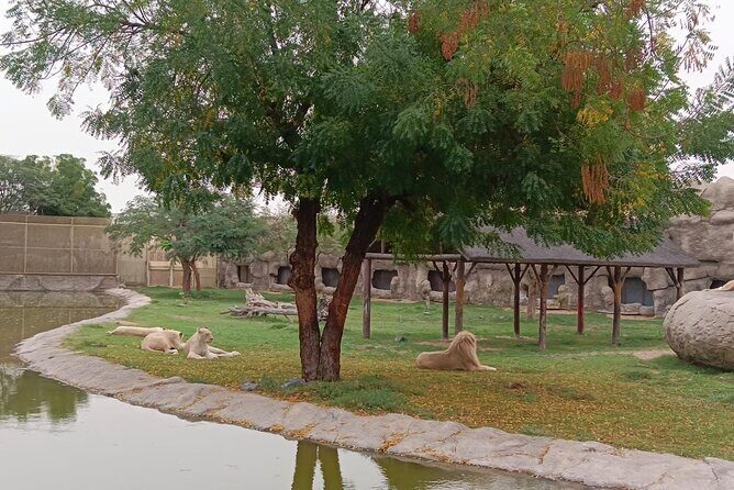 Dubai Safari Park Visit with Hotel Pickup and Drop-off - Key Points
