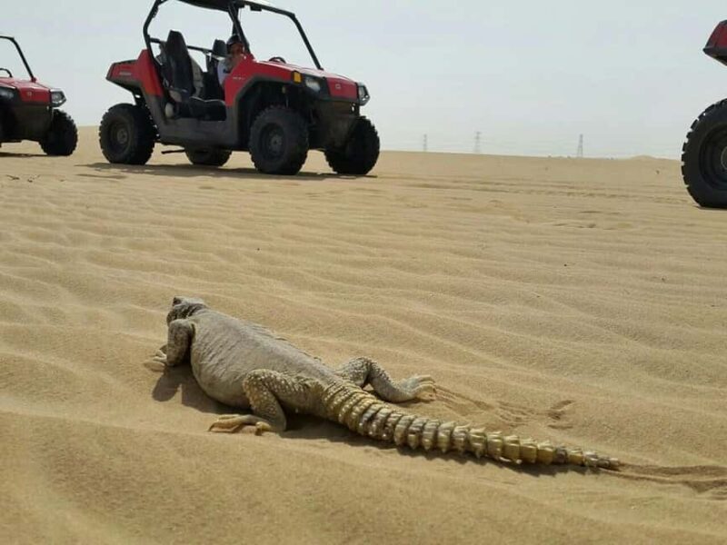 Dubai: Self-Drive Dune Buggy Safari with Pickup and Drop-Off - What to Expect from the Dubai Dune Buggy Safari