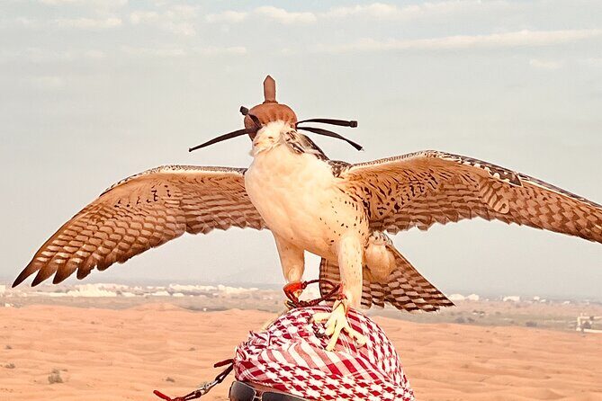 Dubai Sunrise Desert Safari Red Dune Camel Falcon & Sandboarding - Who Will Love This Experience?