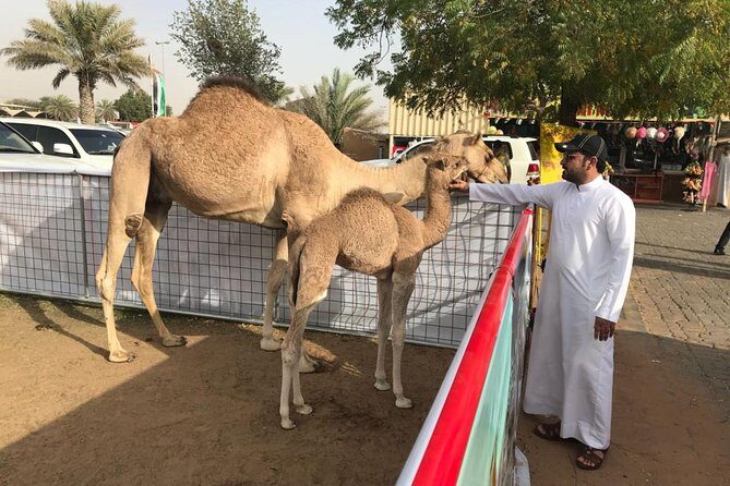 Dubai TRIO: City Tour- Desert Safari with BBQ- Dhow Cruise Dinner - An In-Depth Look at the Dubai TRIO Experience