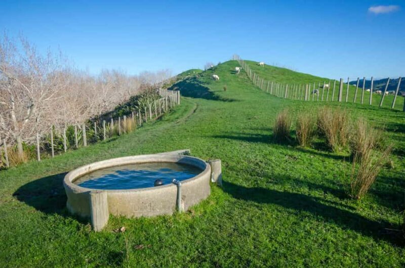 Duder Regional Park Walking Tours - Who Is This Tour Best For?