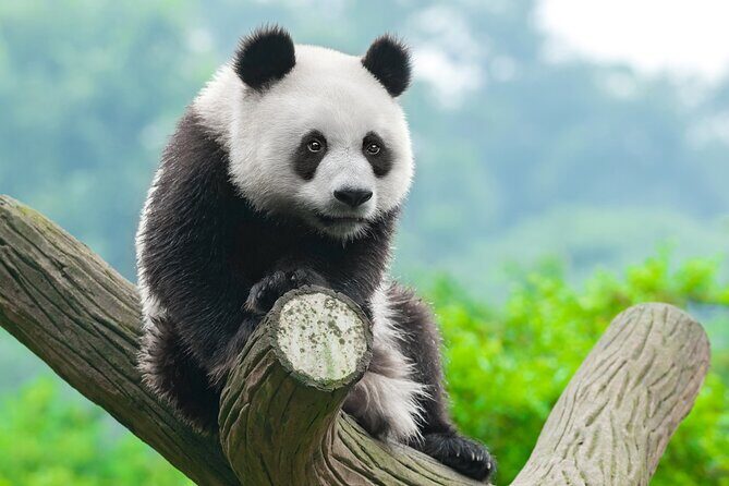 Dujiangyan/Wolong Panda Sanctuary day tour option panda keeper - What to Expect from the Experience