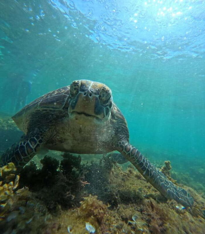 Dumaguete Apo Island Snorkel with turtle Tour - An In-Depth Look at the Tour