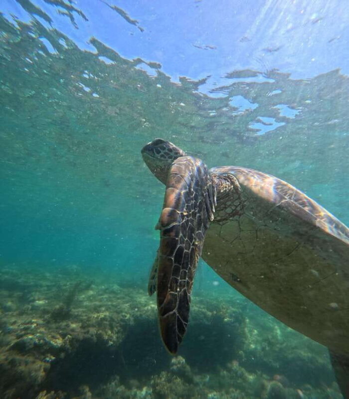 Dumaguete Apo Island Snorkel with turtle Tour - The Experience from the Traveler’s Perspective