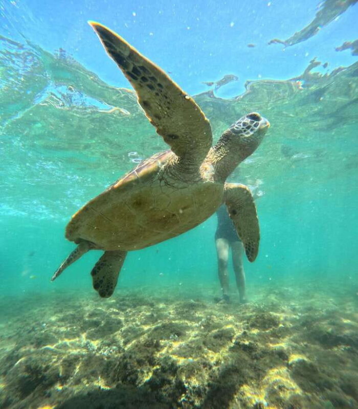Dumaguete Apo Island Snorkel with turtle Tour - Why This Tour Matters