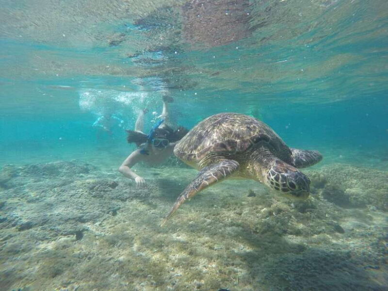 Dumaguete: Apo Island Snorkeling and Hiking Joiners Tour - Key Points