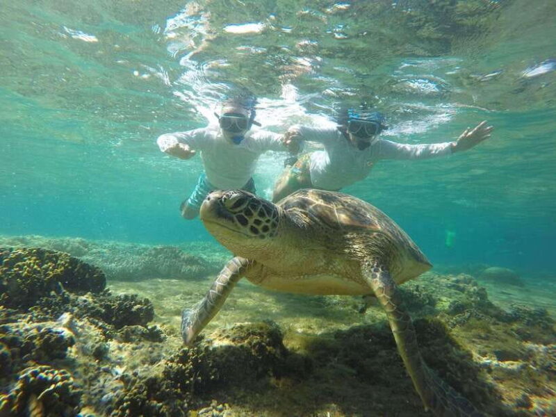 Dumaguete: Apo Island Snorkeling and Hiking Joiners Tour - What Travelers Say
