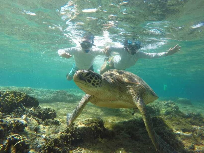 Dumaguete: Apo Island Snorkeling and Hiking Joiners Tour - The Practical Side: Transportation, Timing, and Group Size