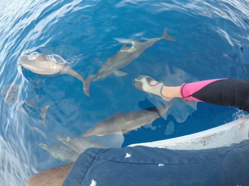 Dumaguete: Dolphin Watching & Manjuyod Sandbar Private Tour - Who Should Consider This Tour?
