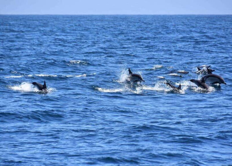 Dumaguete Manjuyod sand bar & Dolphin Watching - Key Points