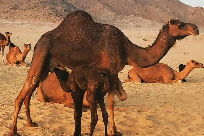 Dune Bashing Desert Safari Trip - Key Points