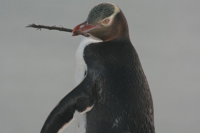 Dunedin City Highlights, Otago Peninsula Scenery & a Guided Penguin Reserve Tour - Introduction: An Authentic Dunedin Adventure
