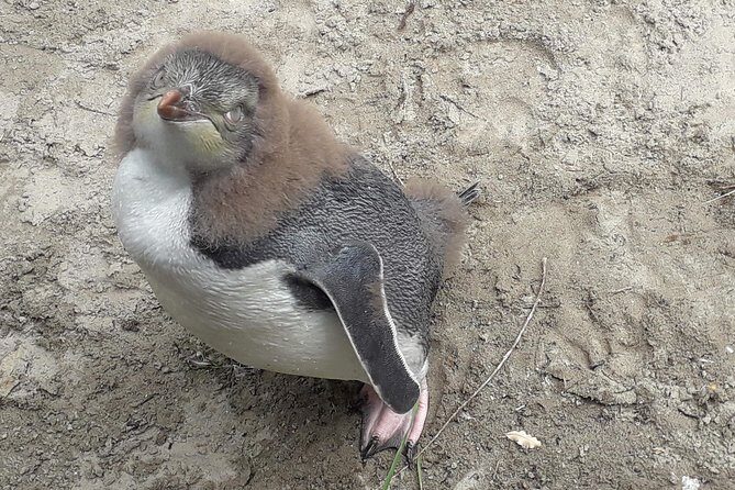 Dunedin City Highlights, Otago Peninsula Scenery & a Guided Penguin Reserve Tour - Practical Tips for Travelers