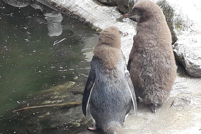 Dunedin City Highlights, Otago Peninsula Scenery & a Guided Penguin Reserve Tour - Final Thoughts: Is It Worth It?