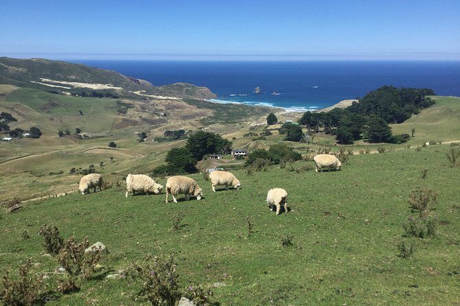 Dunedin City Highlights, Otago Peninsula Scenery & a Guided Penguin Reserve Tour - FAQs