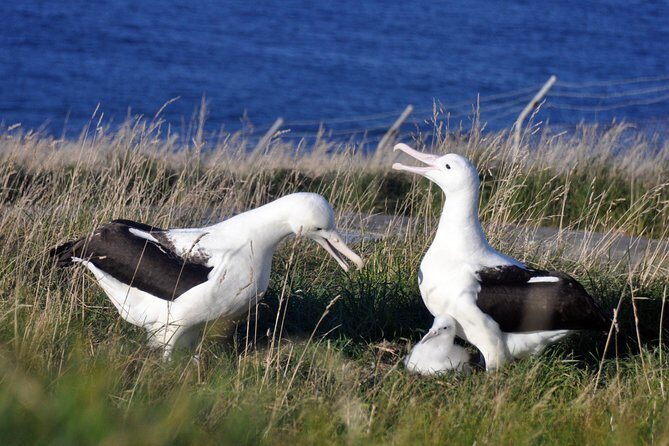 Dunedin City Highlights, Otago Peninsula Scenery & Albatross Guided Tour - Key Points