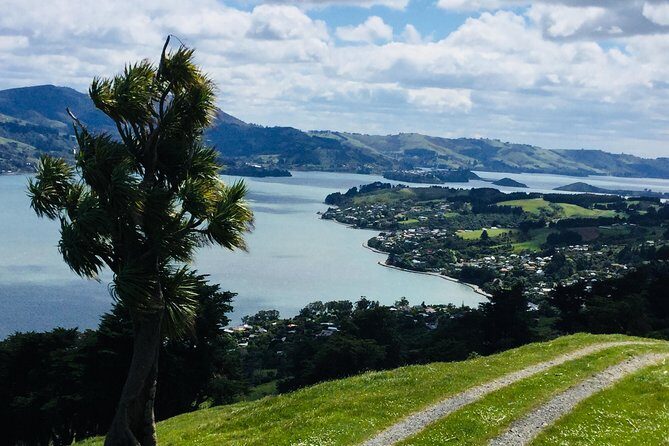 Dunedin City Highlights, Otago Peninsula Scenery & Albatross Guided Tour - Who Should Consider This Tour?