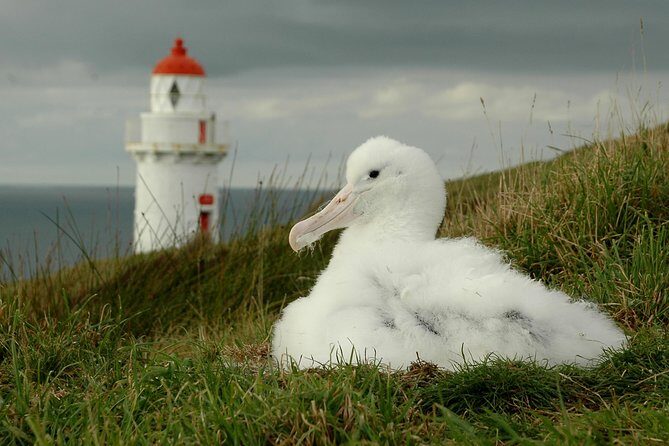 Dunedin City Highlights, Otago Peninsula Scenery & Albatross Guided Tour - FAQ