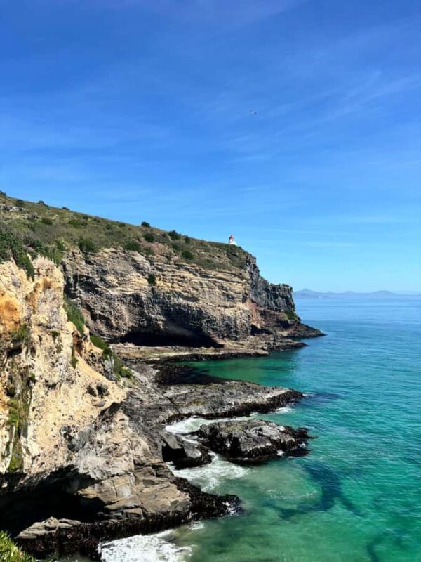 Dunedin City & Otago Peninsula Scenery Day Tour - An In-Depth Look at the Dunedin City & Otago Peninsula Tour