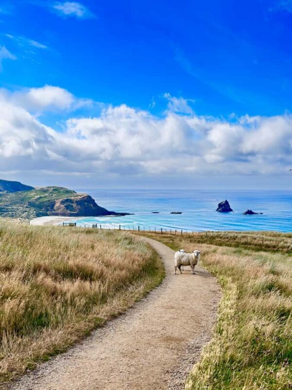 Dunedin City & Otago Peninsula Scenery Day Tour - FAQ