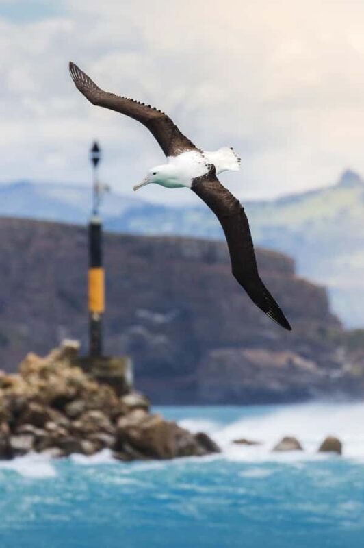 Dunedin: Monarch - One Hour Wildlife Cruise - The Sum Up