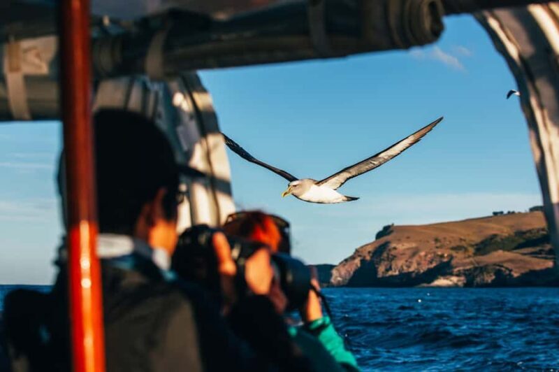 Dunedin: Monarch - One Hour Wildlife Cruise - FAQ