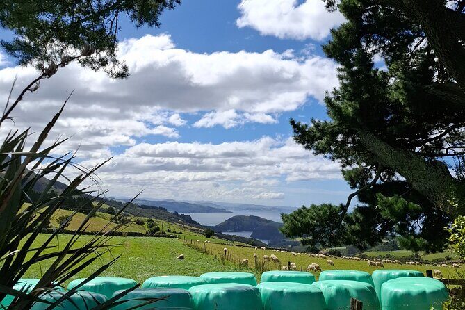 Dunedin & North Otago Scenic & Wildlife Tour - In-Depth Look at the Tour Experience