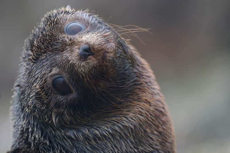 Dunedin: Otago Peninsula Clearwater Wildlife Tour - Key Points