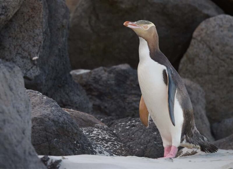 Dunedin: Otago Peninsula Clearwater Wildlife Tour - FAQ about the Dunedin Otago Peninsula Clearwater Wildlife Tour