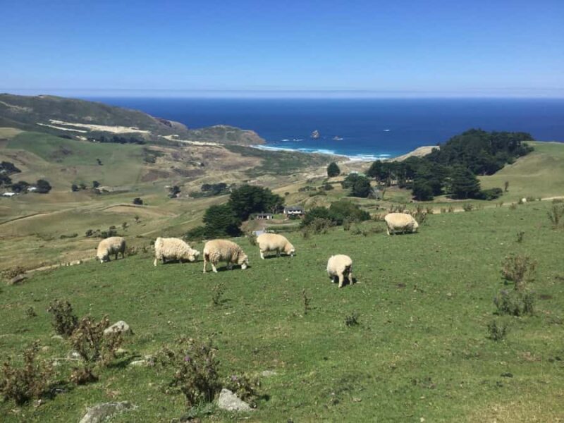 Dunedin: Otago Peninsula with Guided Penguin Reserve Tour - A Closer Look at the Itinerary