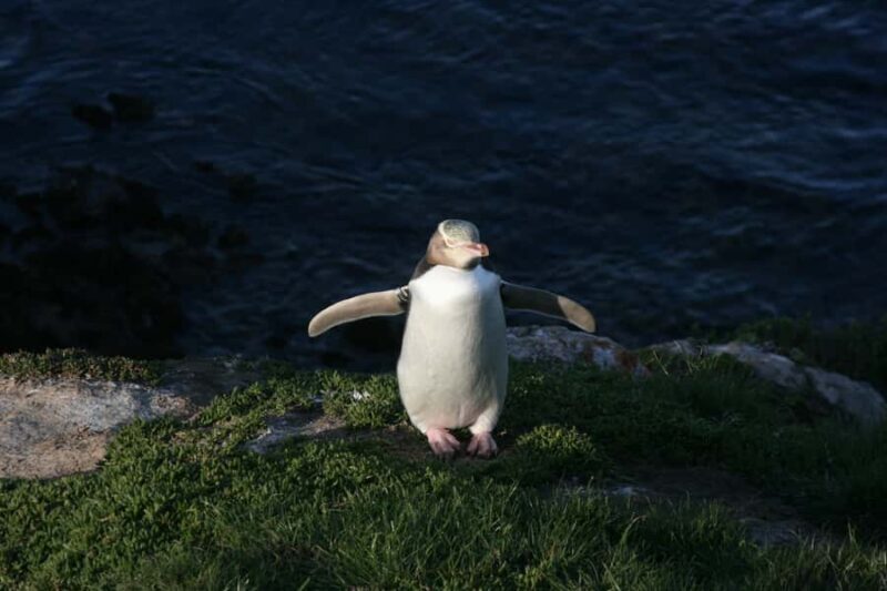 Dunedin: Otago Peninsula with Guided Penguin Reserve Tour - Final Thoughts: Is This Tour Right for You?