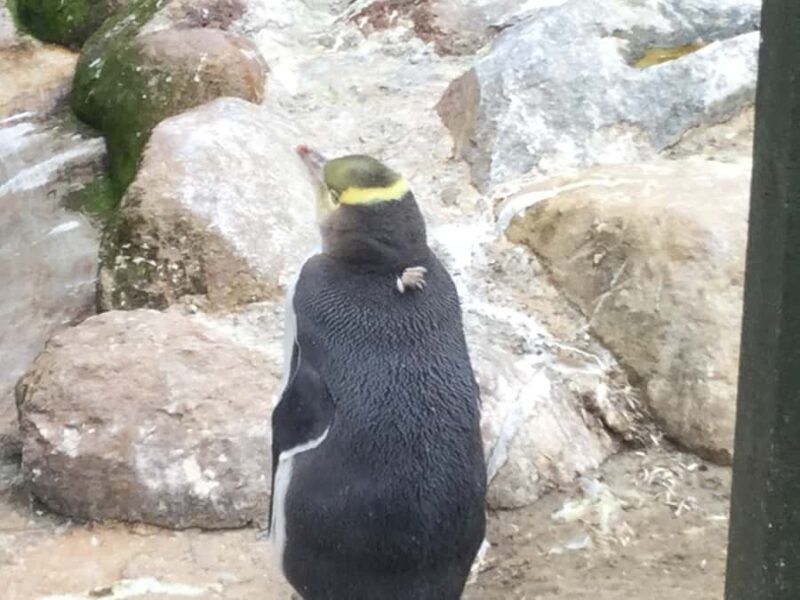 Dunedin: Otago Peninsula with Guided Penguin Reserve Tour - FAQ