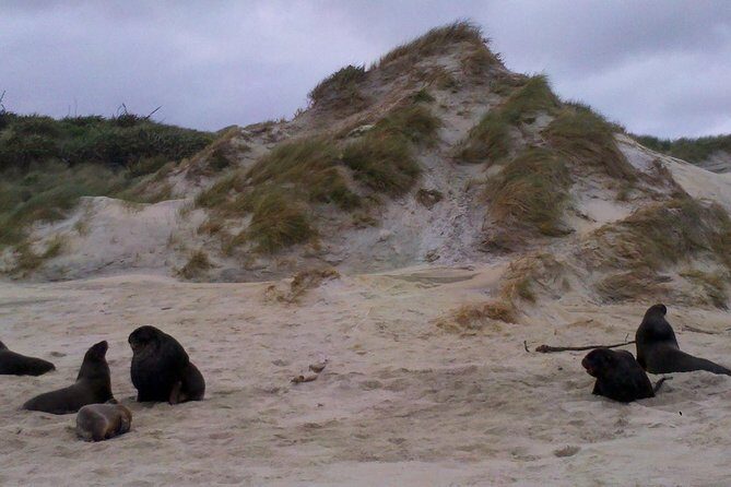 Dunedin Shore Excursion: Small-Group Tour of Dunedin and the Otago Peninsula - Key Points