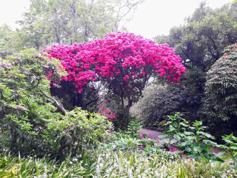 Dunedin: Small Group City Highlights Tour - The Sum Up