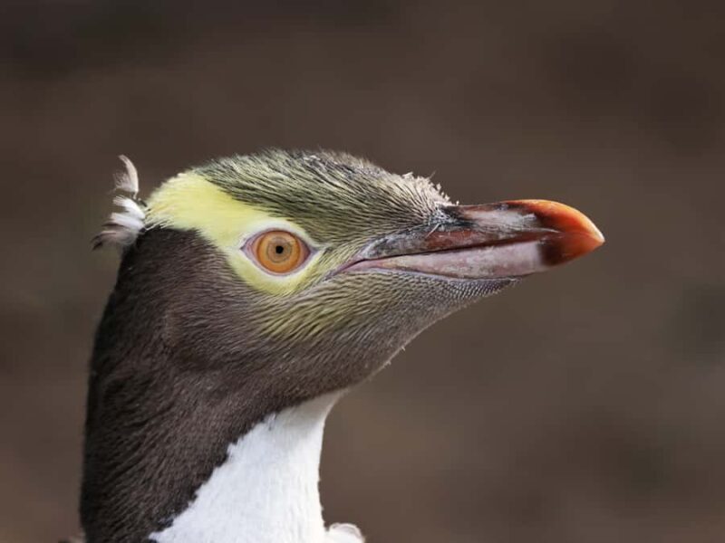 Dunedin: Wildlife and Penguin Tour - Key Points