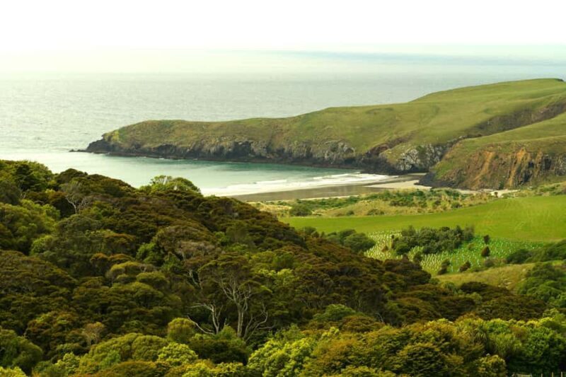 Dunedin: Wildlife and Penguin Tour - In-Depth Review of the Dunedin Wildlife and Penguin Tour