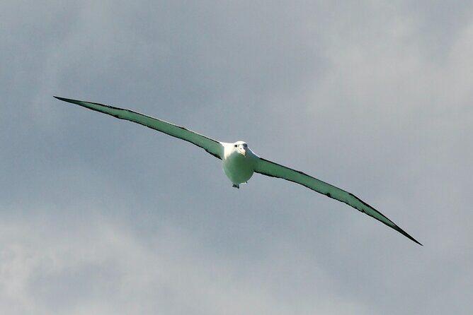 Dunedin Wildlife Cruise-Albatross, seals and harbour - Frequently Asked Questions (FAQs)