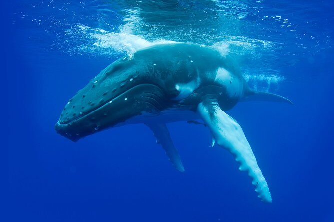 Dunsborough Whale Watching Eco Tour - When and Where?