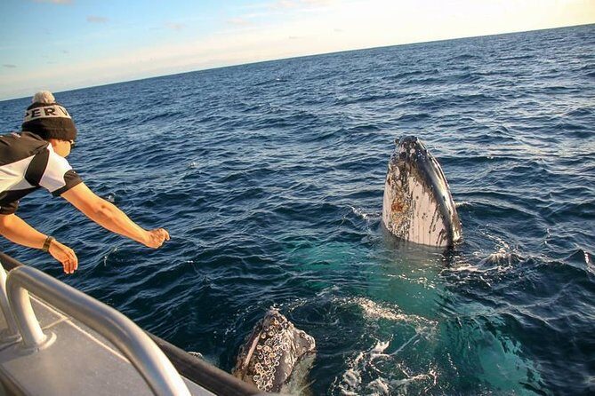 Dunsborough Whale Watching Eco Tour - Marine Life and Other Encounters